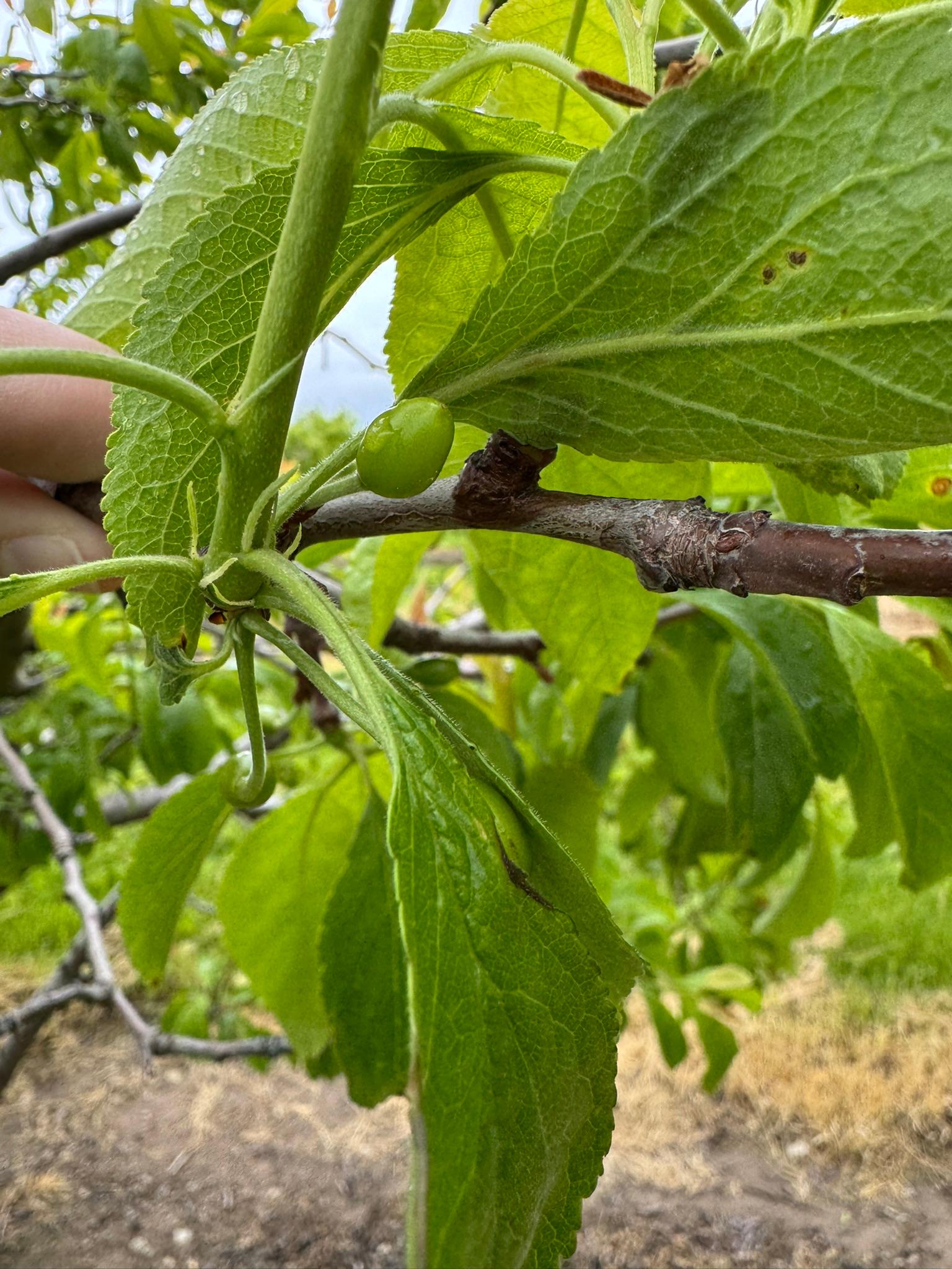 Italian Plum Verellen May 22.JPEG